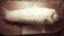 Hoax, Fisch, Urban Legend
