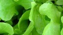 Fujitsu, Reinraumgemüse, Fujitsu Salat