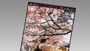 Display, Rekord, Japan Display, Quad-HD-Display