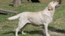Hund, Spürhund, Labrador