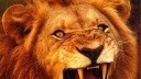 Lion, Löwe