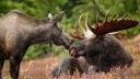 Tier, Moose, Elch