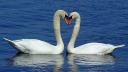 Dating, Wasser, Vogel, Liebe, Frühling, See, Schwan
