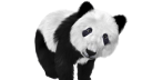 China, Tier, Panda, Br