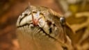 Python, Schlange, Reptil