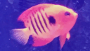 Angelfish, Google Pixel 4, Flame Angelfish, Google Pixel 4 XL