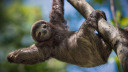 Windows 10, Wallpaper-Set, Sloths Premium, Sloths, Faultier