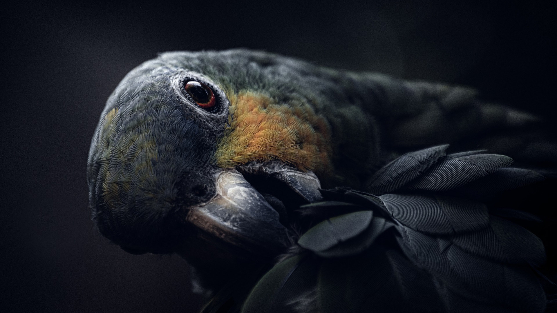 Vogel, Tier, Papagei