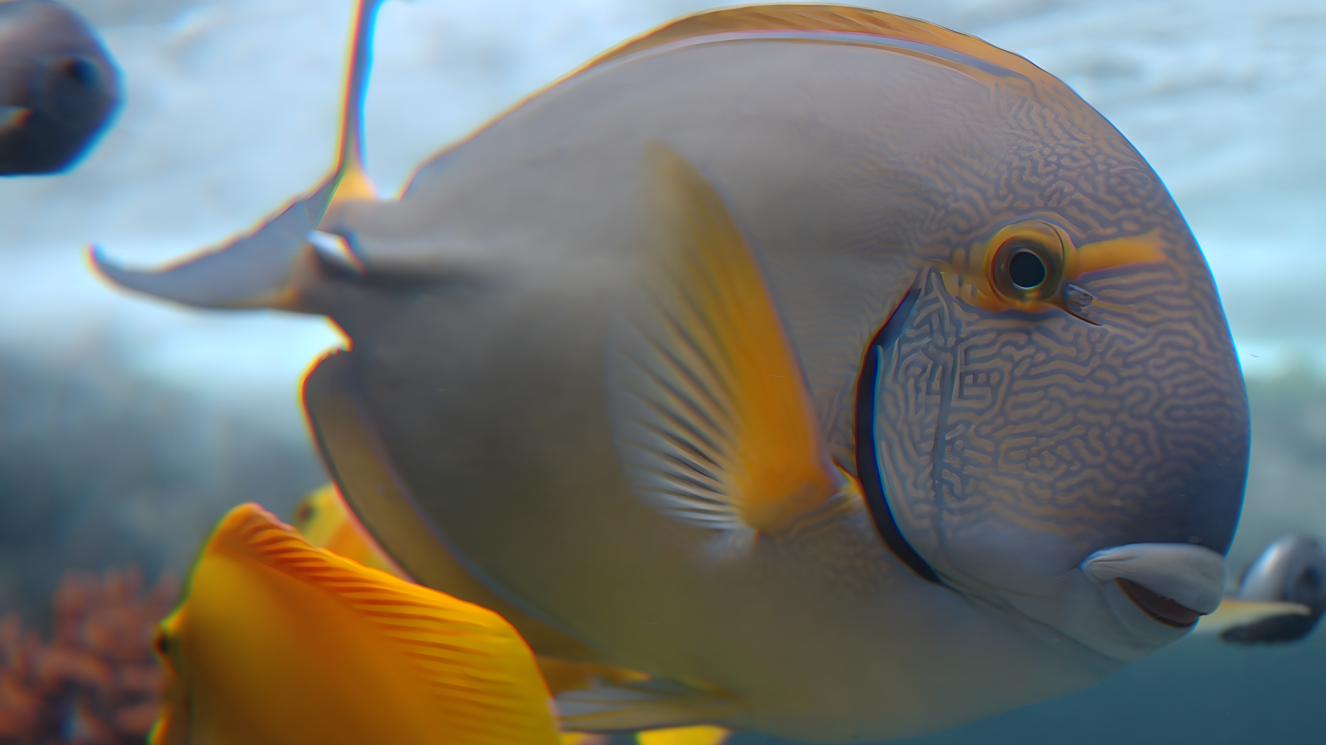 Microsoft, Windows, Windows Vista, Fisch, Windows Vista Build 5270