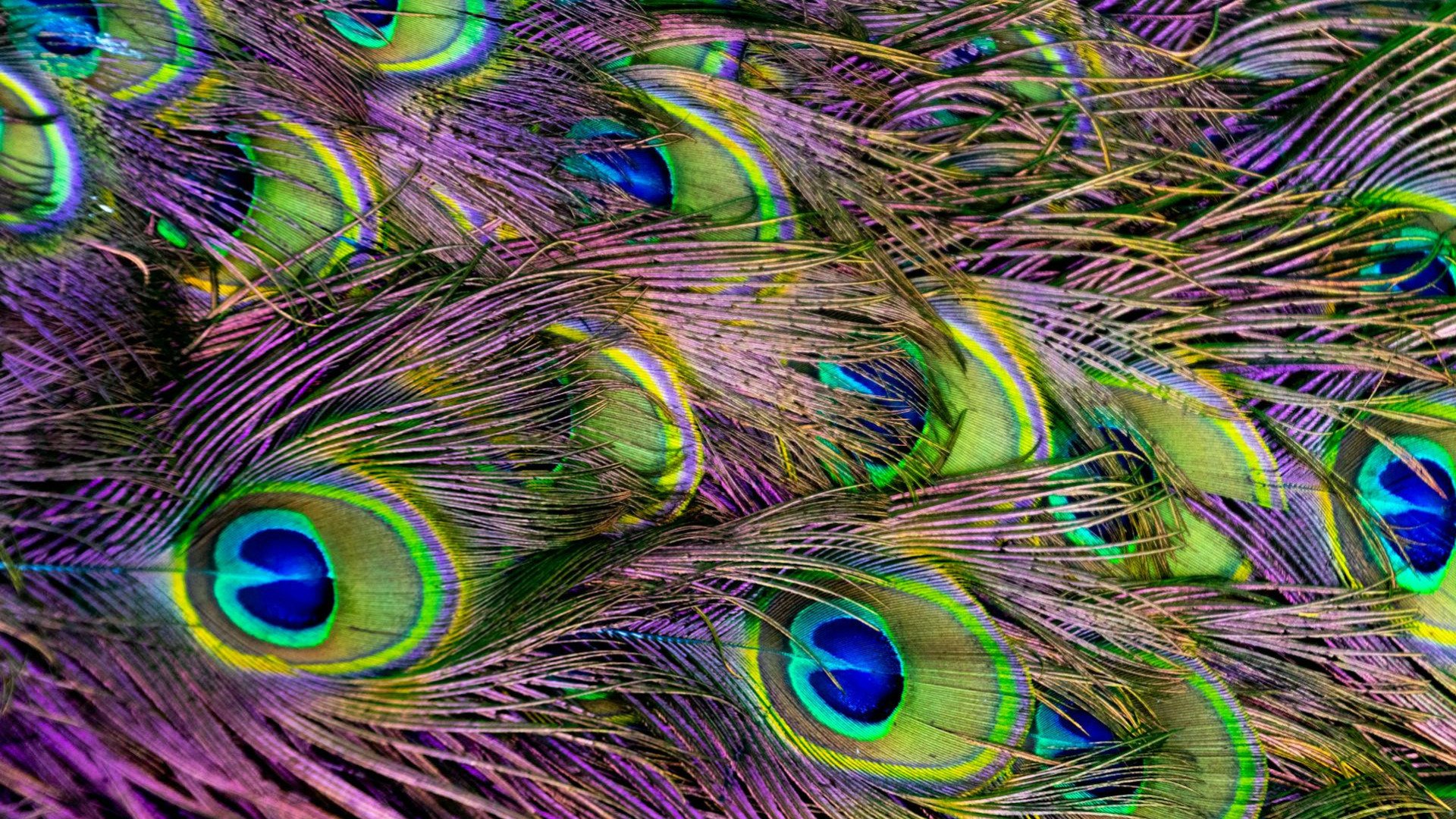 Vogel, Pfau, Federn