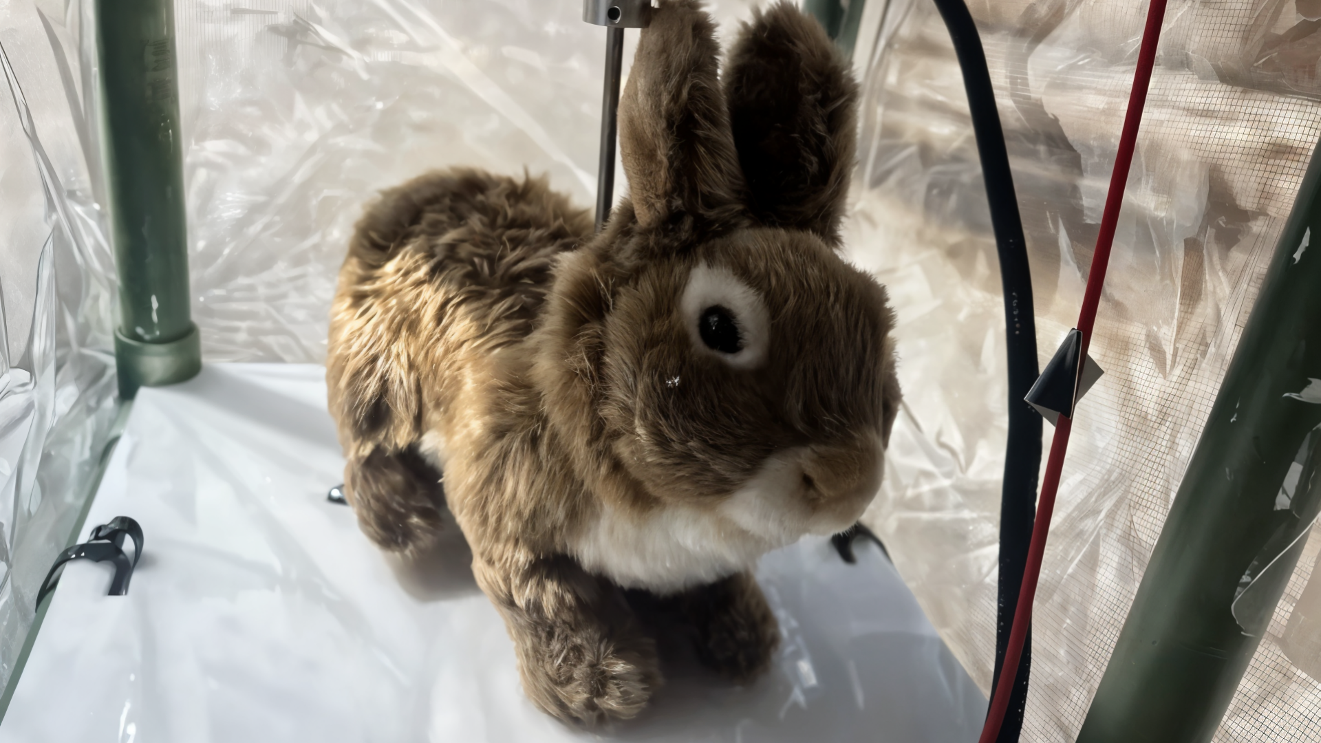 Roboter, Hase, Kaninchen
