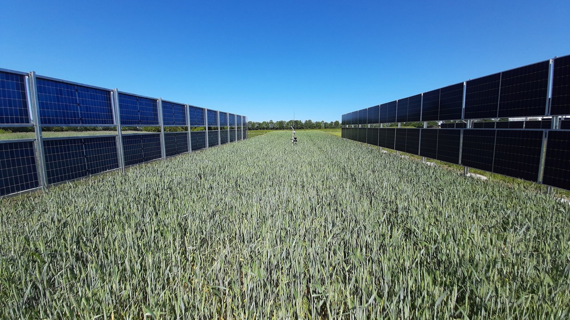 Energiewende, Erneuerbare Energien, Solarenergie, nachhaltigkeit, Landwirtschaft, Solarpark, Solarmodule, Energieproduktion, Agrarfläche, Agri-Photovoltaik, Getreidefeld, Doppelnutzung, bifaziale Solarpanels, Freiflächenanlage, Photovoltaikanlage