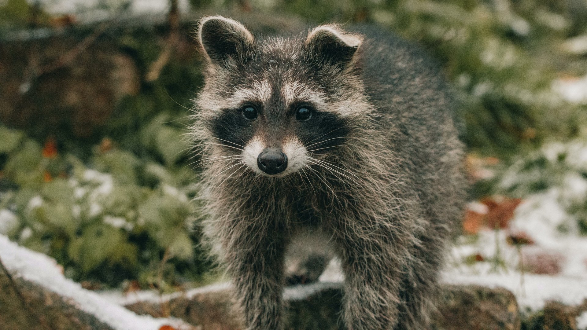 Tier, Raccoon, Waschbär