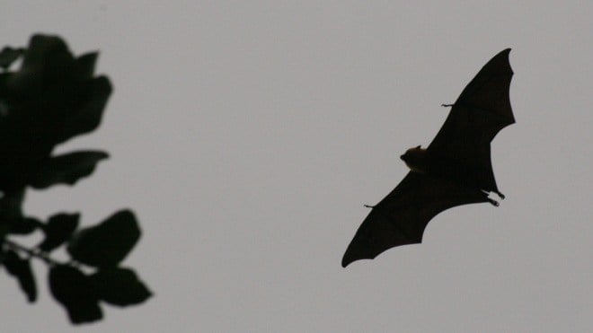 Ortung, Nacht, Fledermaus